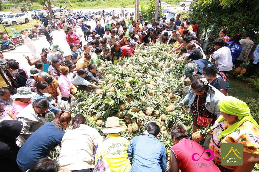 “คุณหมอชลธิศ สินรัชตานันท์” และคณะเหมาสับปะรดแจกชาวตาก เนื่องในโอกาส 250 ปี สมเด็จพระเจ้าตากสินมหาราช