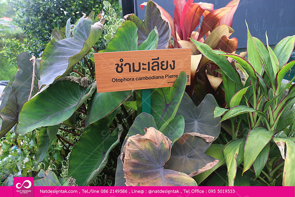 ป้ายชื่อต้นไม้แผ่นคอมโพสิตลายไม้