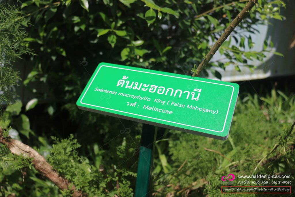 ป้ายชื่อต้นไม้มะฮอกกานี
