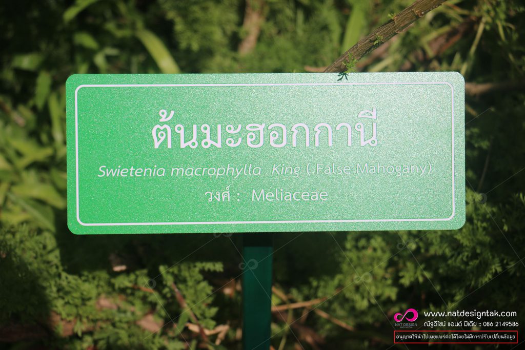 ป้ายชื่อต้นไม้มะฮอกกานี