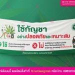 ไวนิลกัญชา