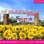 ตัวอักษร เกาะทานตะวัน