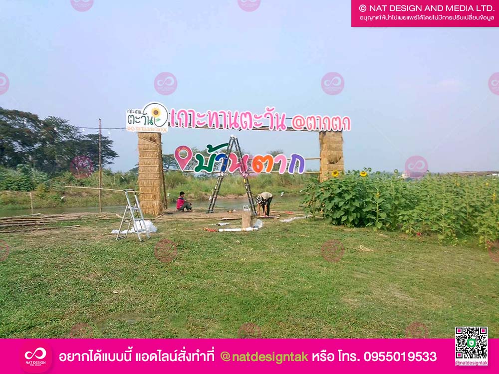 ตัวอัการพลาสวูด เกาะทานตะวัน