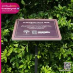 EUROPEAN OLIVE TREE ป้ายชื่อต้นไม้