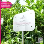 ป้ายชื่อต้นไม้สแตนเลส
