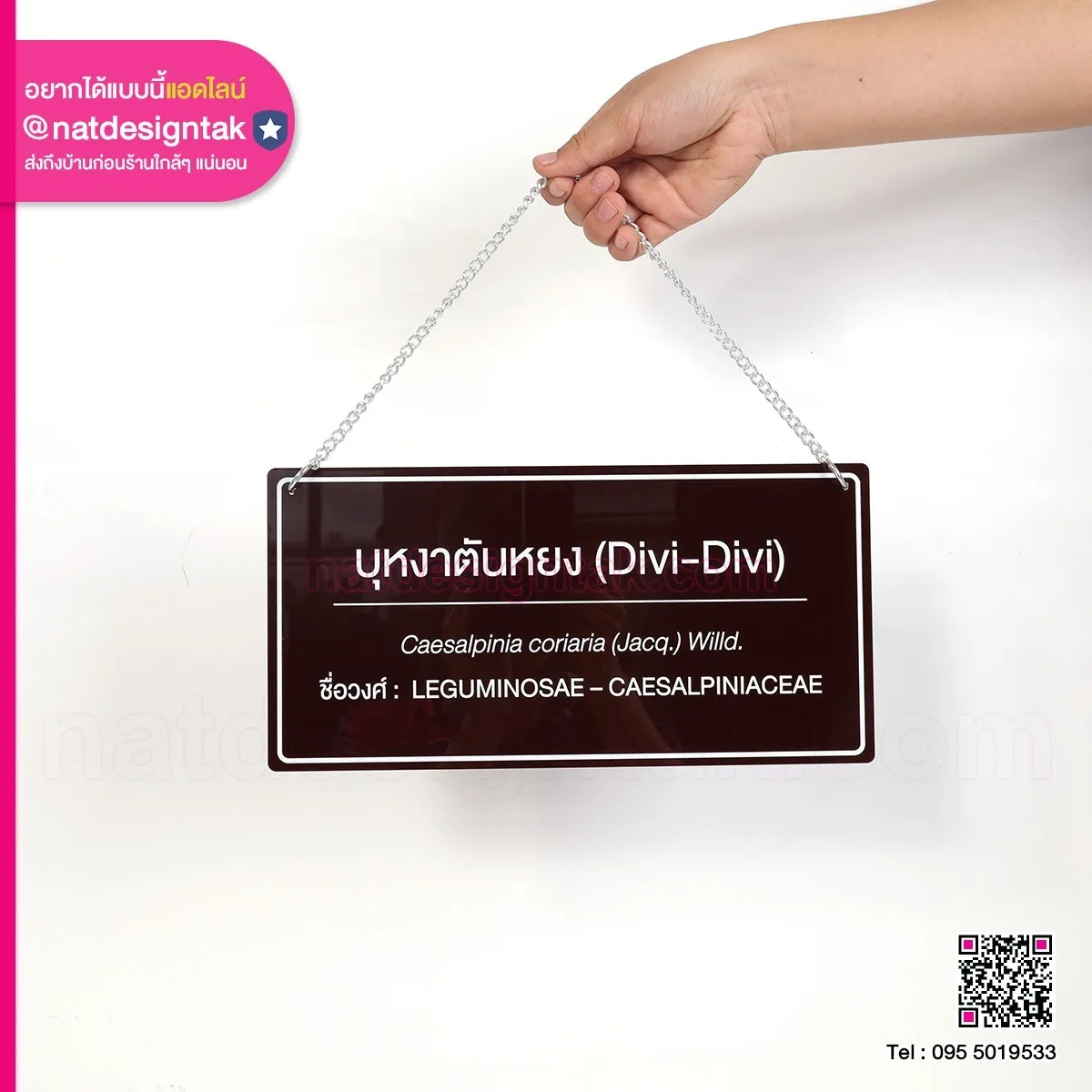 ป้ายชื่อต้นไม้ Divi Divi