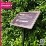 ป้ายชื่อต้นมะกอกโอลีฟ