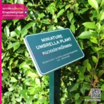 ป้ายชื่อต้นไม้ธีมสีเขียว