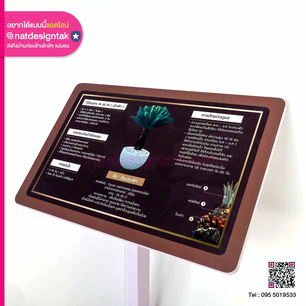 ป้ายต้นไม้ปรงฟ้า