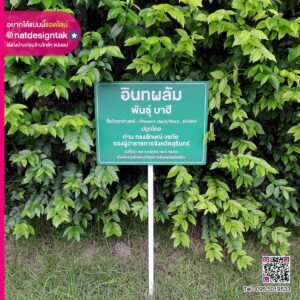 ป้ายชื่อต้นไม้ อินทผลัม พันธุ์ บาฮี