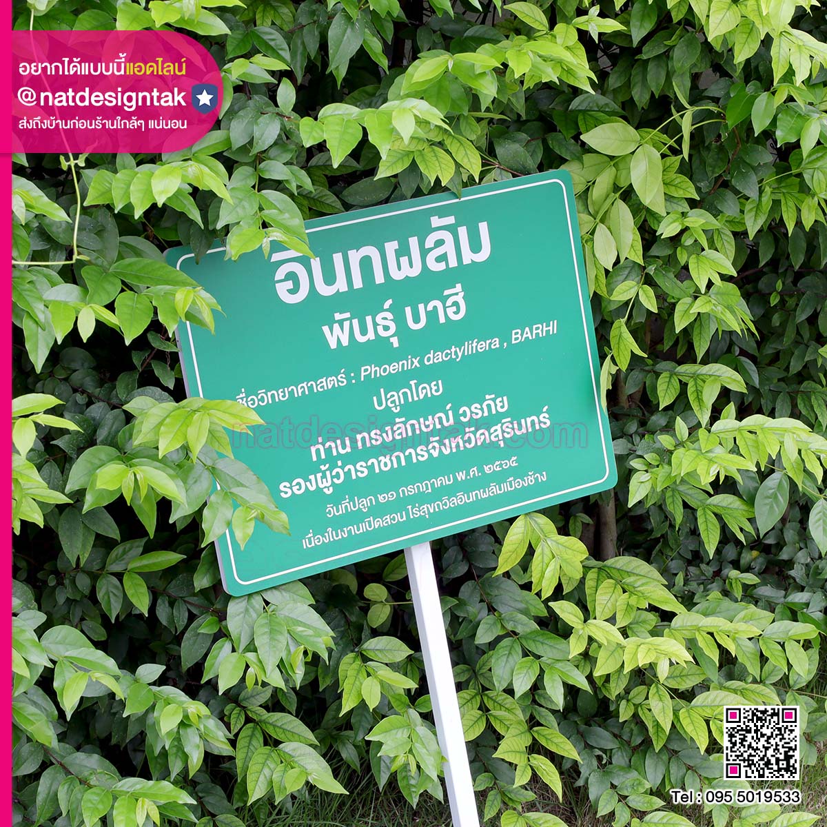 ป้ายชื่อต้นไม้ อินทผลัมพันธุ์ บาฮี