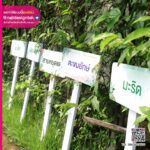 ออกแบบป้ายชื่อต้นไม้