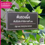 ป้ายชื่อต้นไม้รวงผึ้ง
