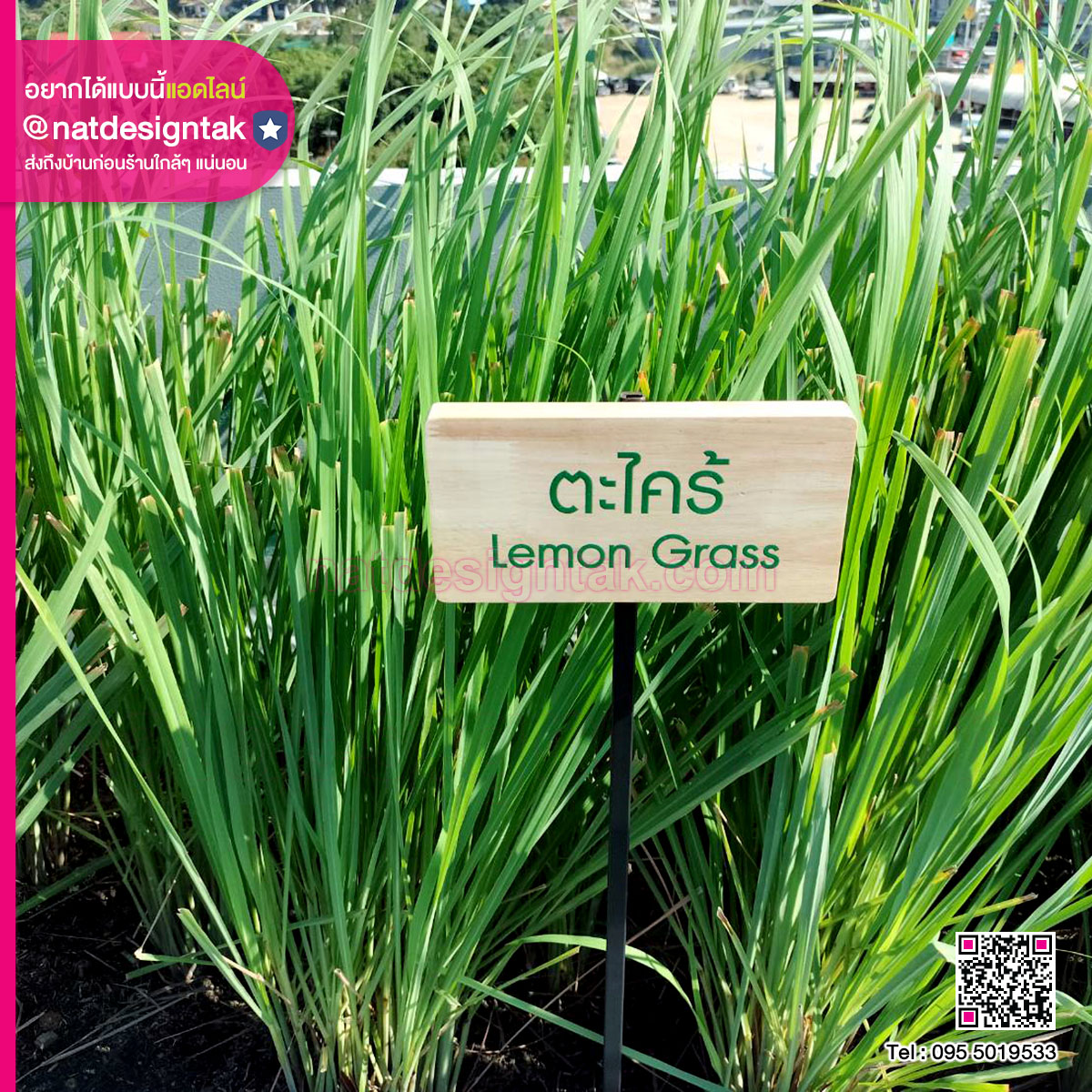 ป้ายชื่อต้นไม้ ไม้สนพิมพ์ยูวี