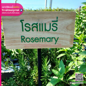 ป้ายชื่อต้นไม้ โรสแมรี่