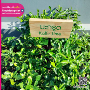 ป้ายชื่อต้นไม้ ไม้สนพิมพ์ยูวี