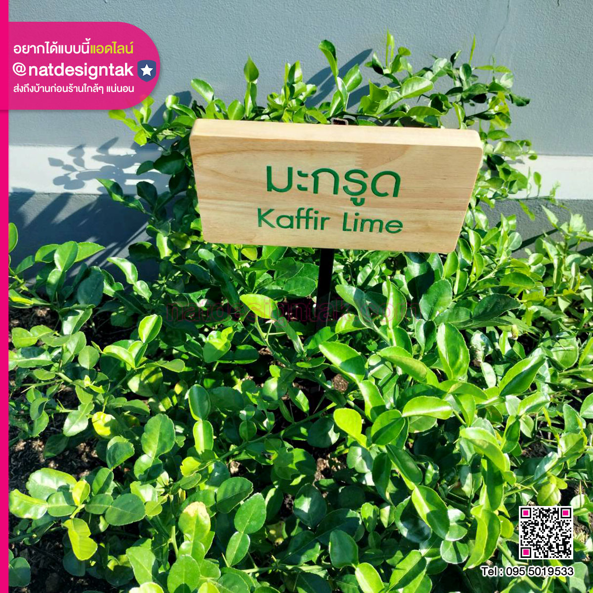 ป้ายชื่อต้นไม้ ไม้สนพิมพ์ยูวี