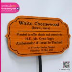 ป้ายชื่อต้นไม้ “White Cheesewood”