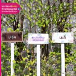 ป้ายชื่อต้นไม้พร้อมขาตั้งพลาสวูด