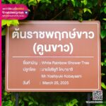 ป้ายชื่อต้นไม้ ต้นราชพฤกษ์ขาว