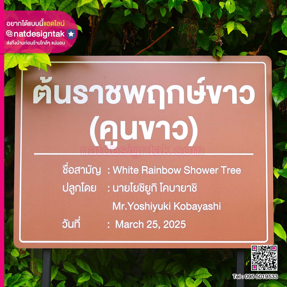 ป้ายชื่อต้นไม้ ต้นราชพฤกษ์ขาว
