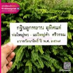 บล็อกพ่นสีกฐิน ถวายวัด