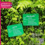 ป้ายอะคริลิคทึบชื่อต้นไม้